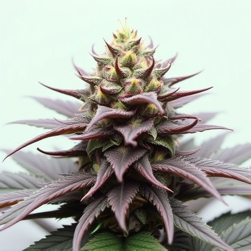 top 100 cannabis strains