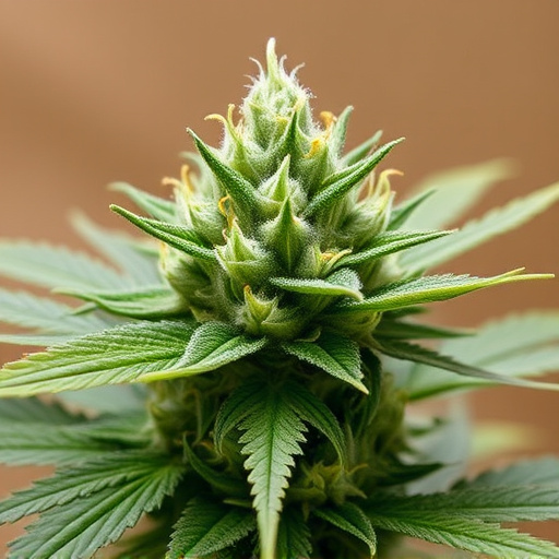 top cannabis strains 2025