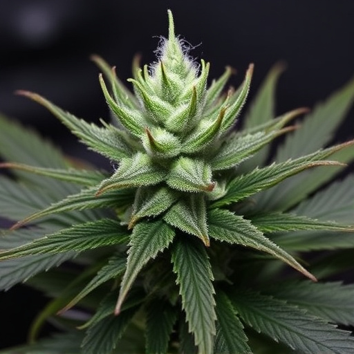 top shelf cannabis strains