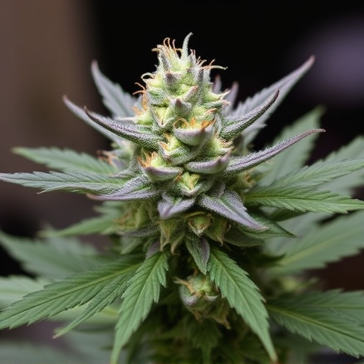 top-ten-cannabis-strains-2016-640x480-43510221.jpeg